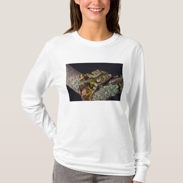 African Red Eye Treefrog, Leptopelis T-Shirt (Front)
