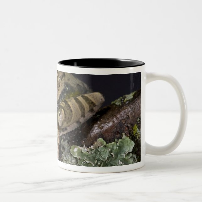 African Red Eye Treefrog, Leptopelis Two-Tone Coffee Mug (Right)