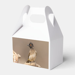 African Red-Eyed Bulbul Favour Box
