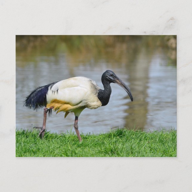 African sacred ibis walking on grass postcard (Front)