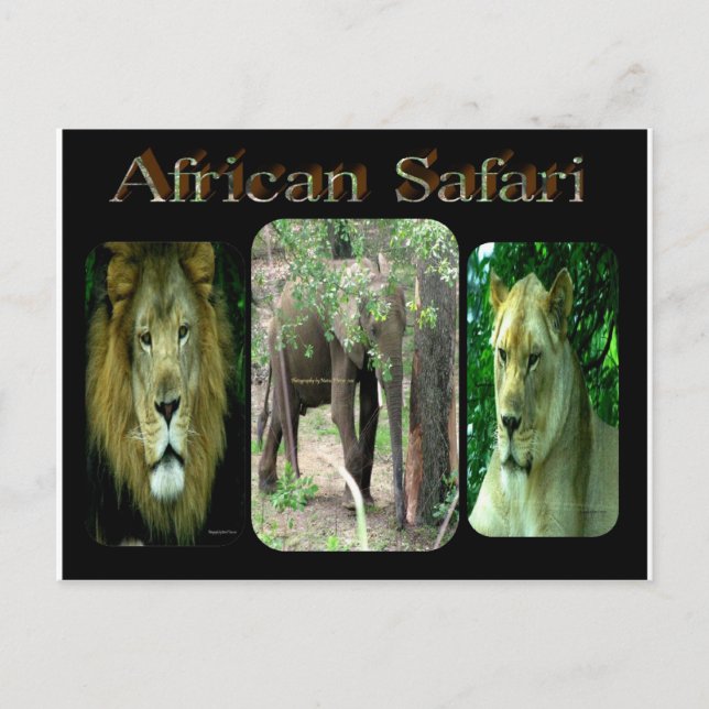 African Safari Postcard (Front)