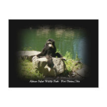 African Safari Wildlife Ohio Postcard