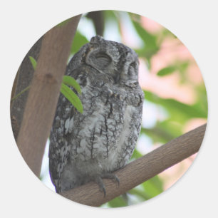 African Scops owl sleeping in a tree Classic Round Sticker