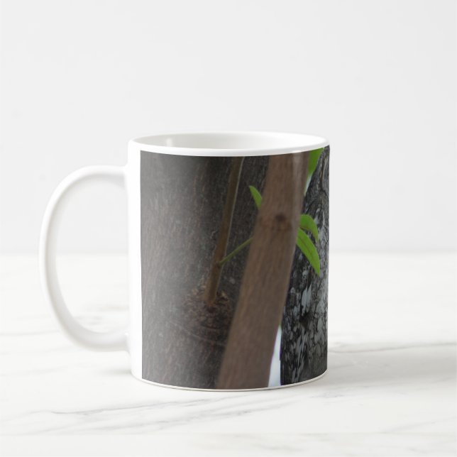 African Scops owl sleeping in a tree Coffee Mug (Left)