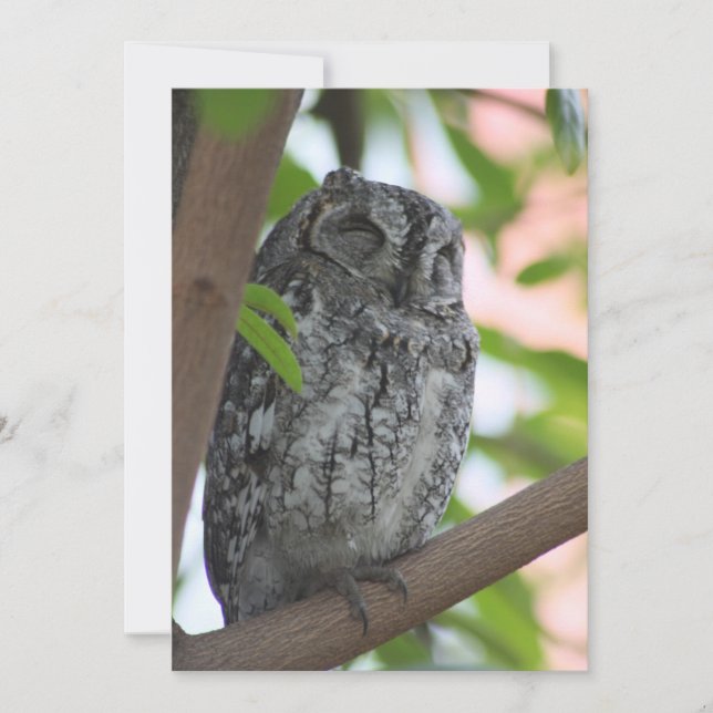 African Scops owl sleeping in a tree Thank You Card (Front)