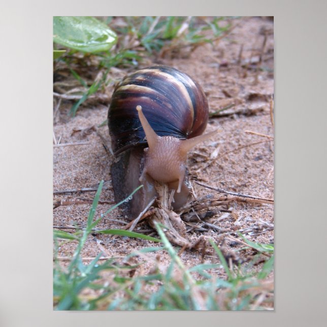 African Snail Poster (Front)