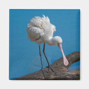 African Spoonbill Magnet