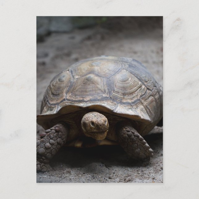 African Spurred Tortoise Postcard (Front)