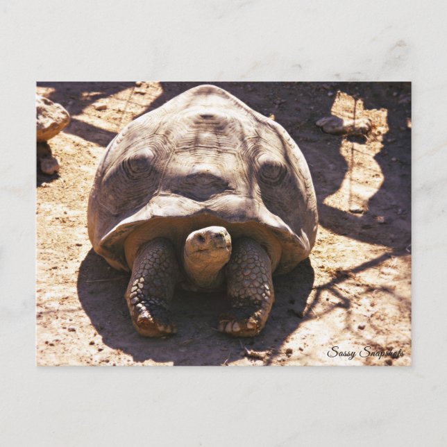 African Spurred Tortoise Postcard (Front)