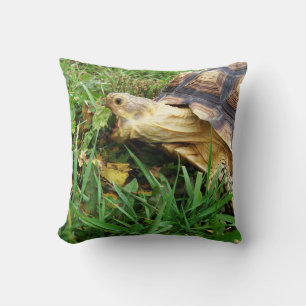 African Spurred Tortoise, Sulcata, Eating Grass Cushion