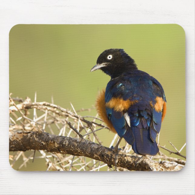 African Starling Mouse Pad (Front)