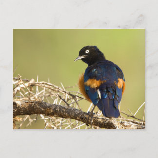 African Starling Postcard