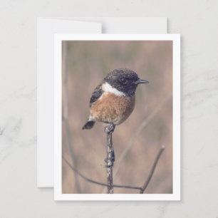 African Stonechat Bird Postcard