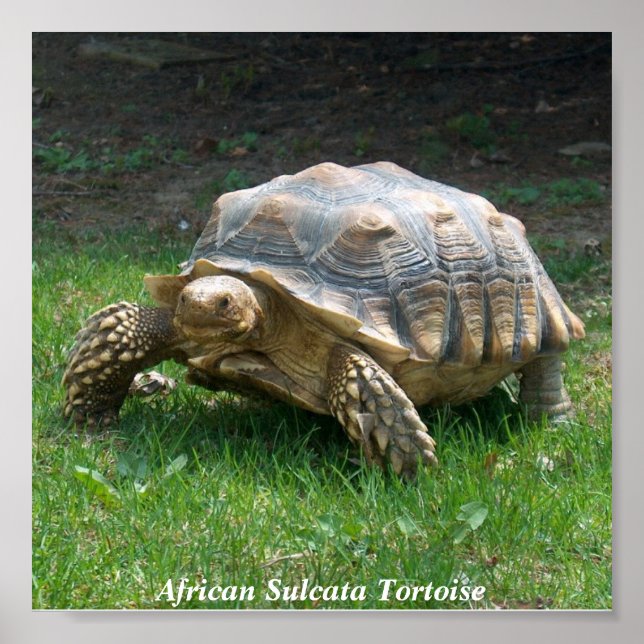 African Sulcata Tortoise Poster (Front)