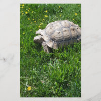 African sulcata tortoise