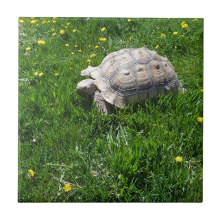 African sulcata tortoise tile
