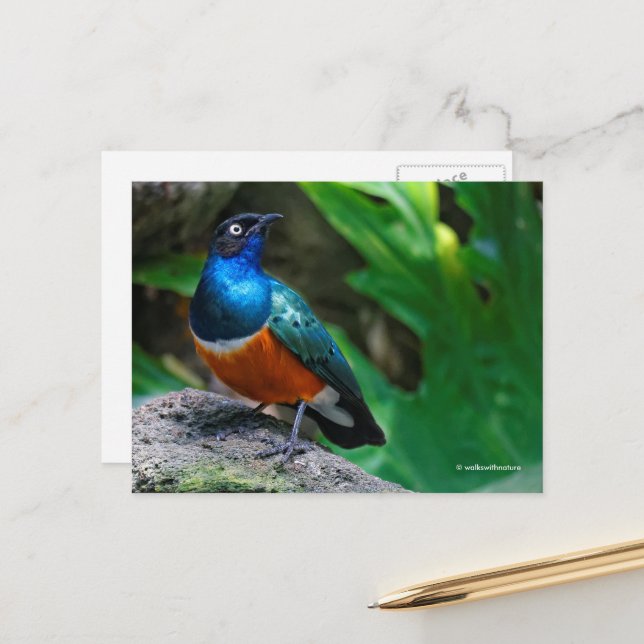 African Superb Starling Songbird Postcard (Front/Back In Situ)