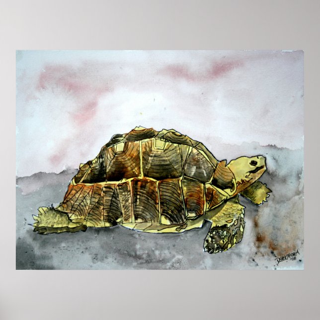 african tortoise land turtle poster print painting (Front)