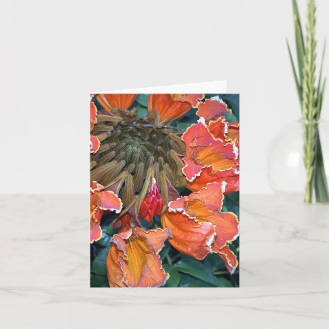 African Tulip Tree Notecard (Front)