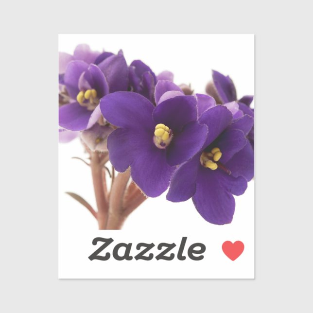 African violet (Sheet)