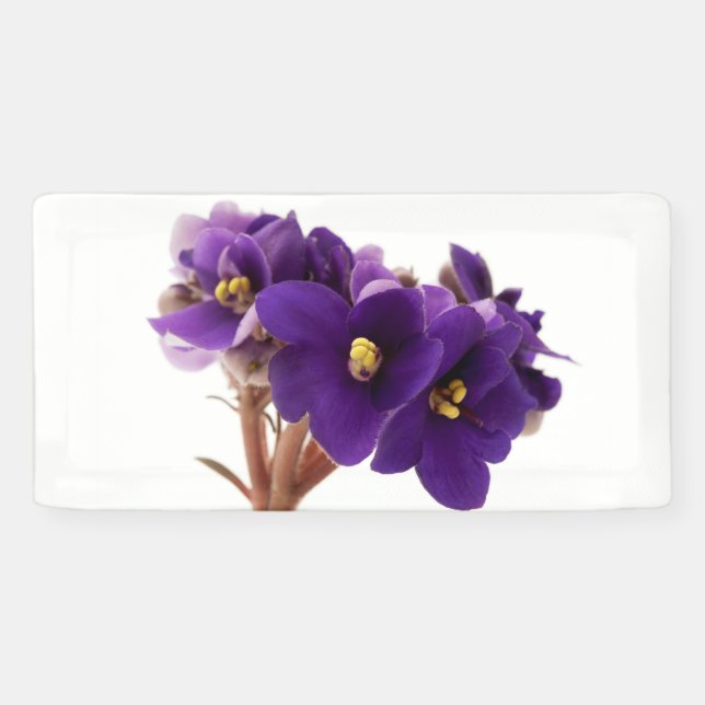 African violet banner (Horizontal)