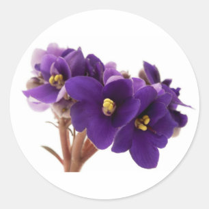 African violet classic round sticker