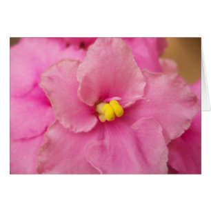 African violet flower