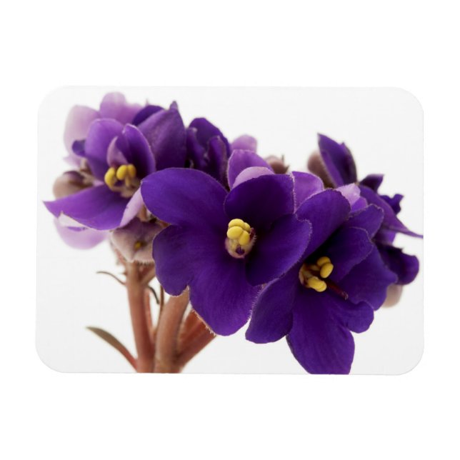 African violet magnet (Horizontal)