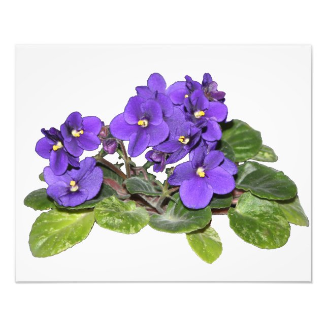 African violet photo print (Front)