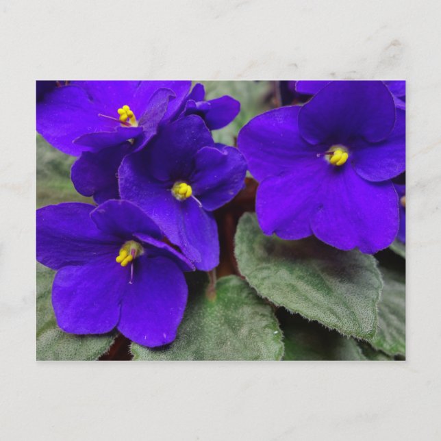 African Violet Postcard (Front)