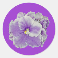 African Violet Purple