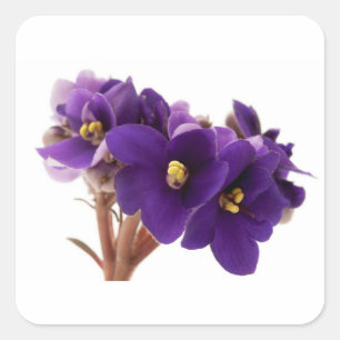 African violet square sticker