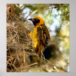 African Weaver at Nest Poster