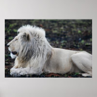 African White Lion Profile photo