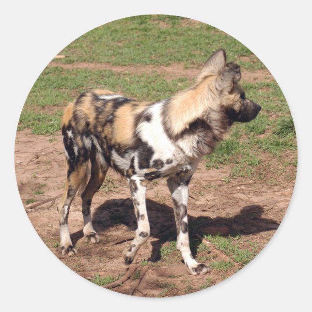 african-wild-dog-003 classic round sticker (Front)