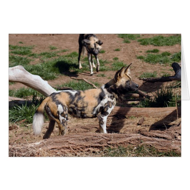 African Wild Dog 008 Card (Front Horizontal)