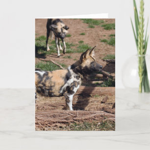african-wild-dog-008 holiday card