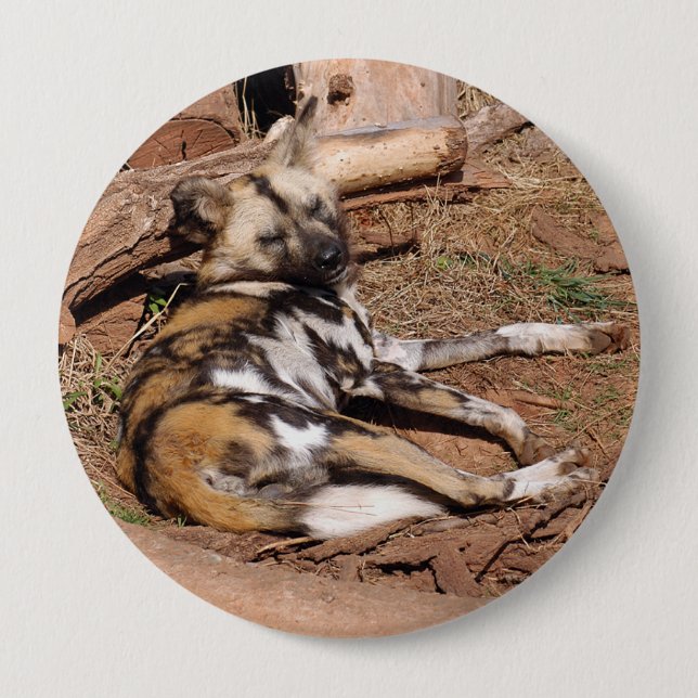 african-wild-dog-018 10 cm round badge (Front)
