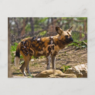 African Wild Dog  1932 Postcard