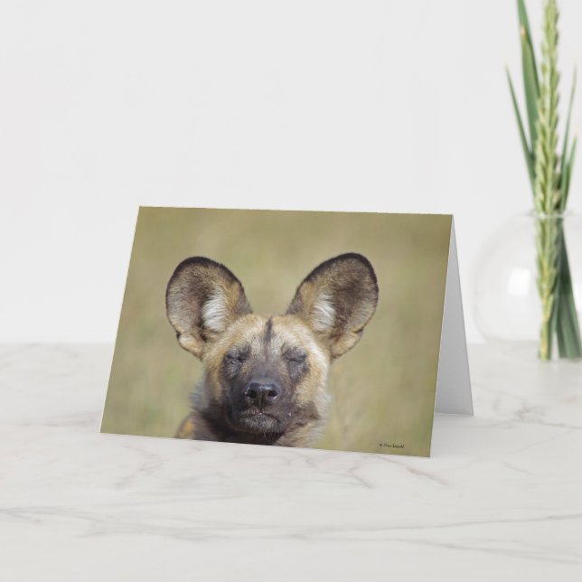 African Wild Dog greeting card (Front)