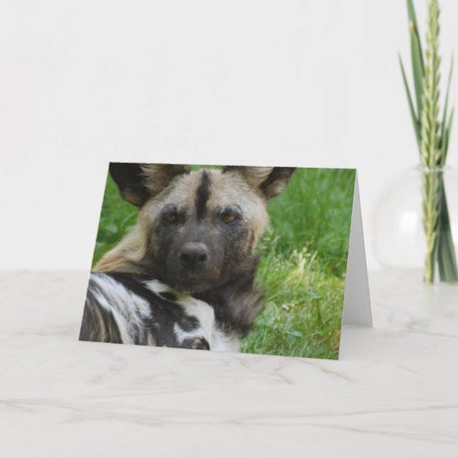 African Wild Dog Greeting Card (Front)