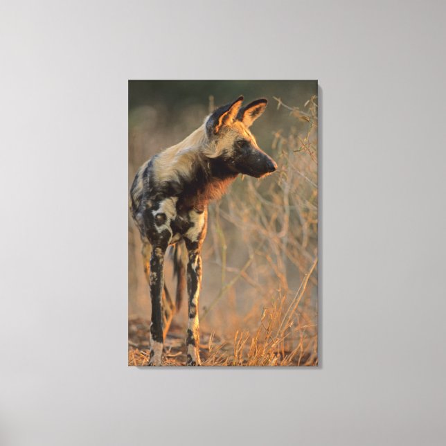African Wild Dog (Lycaon Pictus), Kruger Canvas Print (Front)