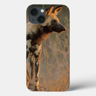 African Wild Dog (Lycaon Pictus), Kruger iPhone 13 Case