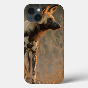 African Wild Dog (Lycaon Pictus), Kruger iPhone 13 Case