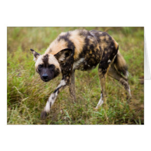 African Wild Dog (Lycaon Pictus), Madikwe Game