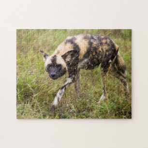African Wild Dog (Lycaon Pictus), Madikwe Game Jigsaw Puzzle