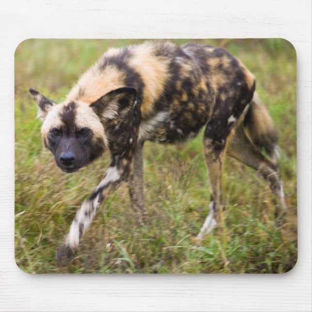 African Wild Dog (Lycaon Pictus), Madikwe Game Mouse Pad (Front)