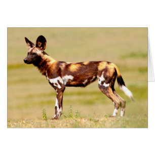 African Wild Dog (Lycaon Pictus) Standing