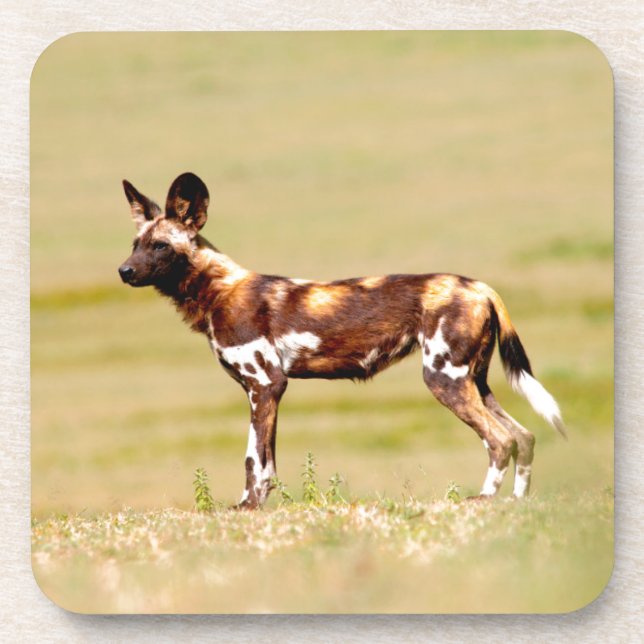 African Wild Dog (Lycaon Pictus) Standing Coaster (Front)