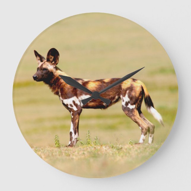 African Wild Dog (Lycaon Pictus) Standing Large Clock (Front)